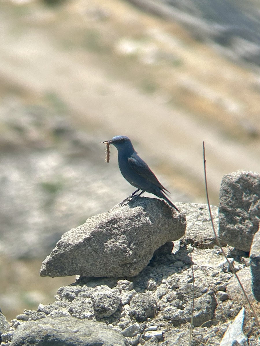 藍磯鶇 - ML646143556