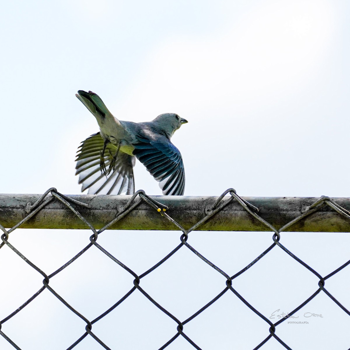 Blue-gray Tanager - ML646143557