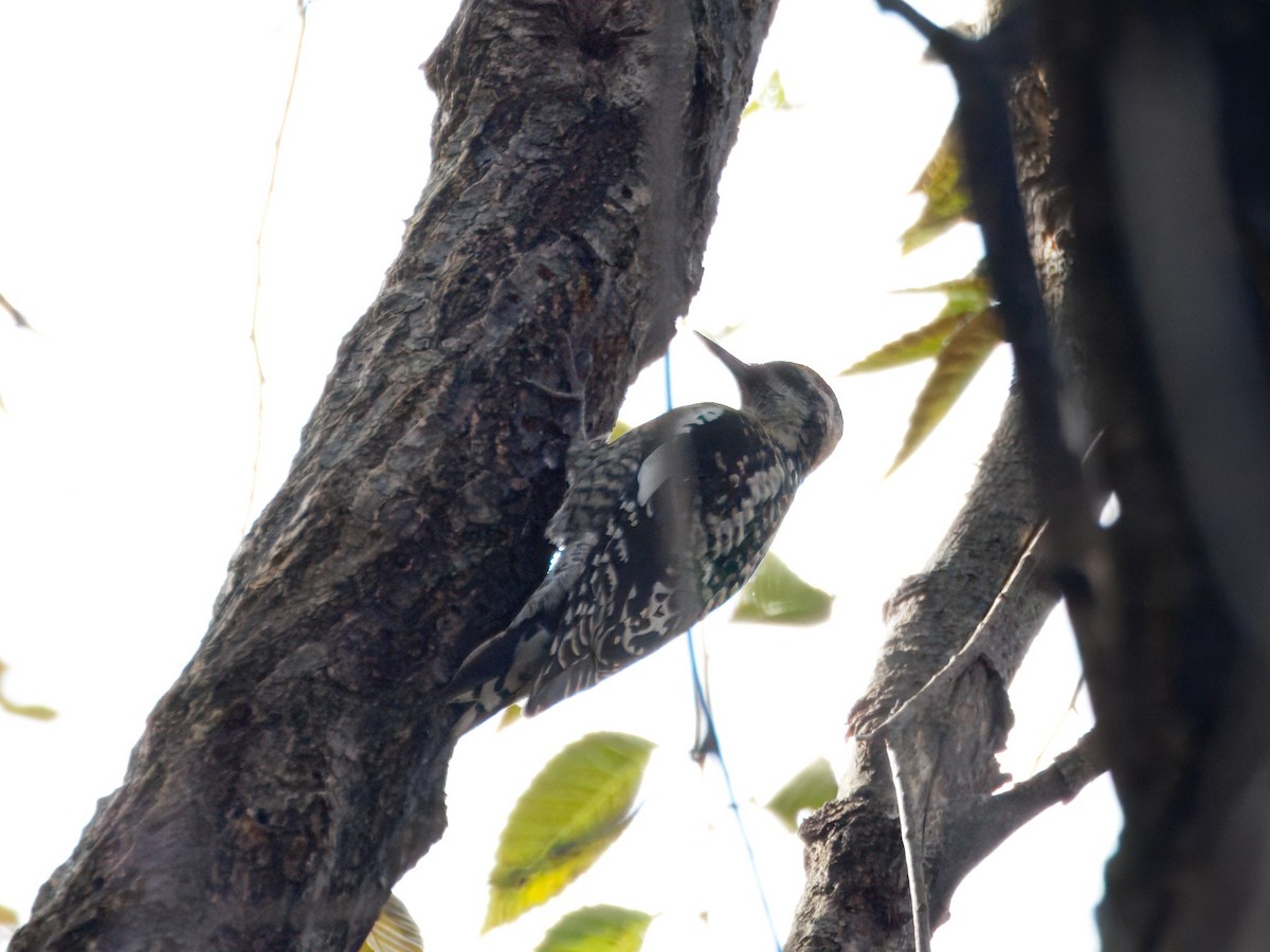 Red-naped Sapsucker - ML646143558