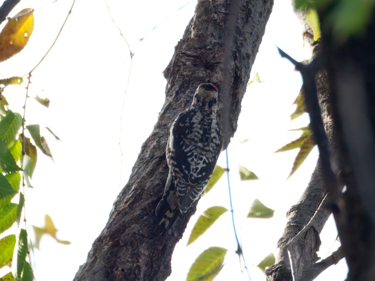 Red-naped Sapsucker - ML646143559