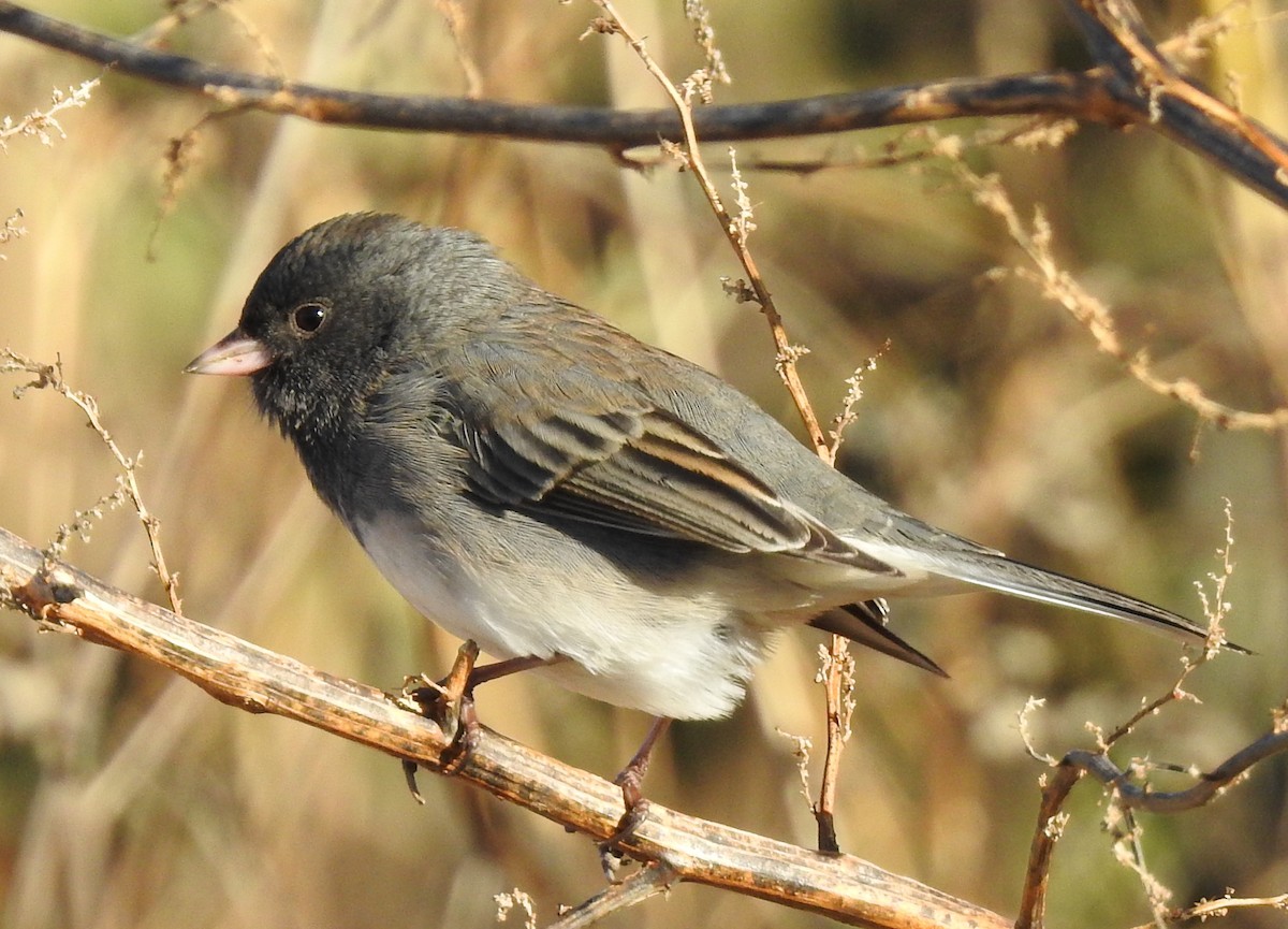 Dark-eyed Junco - ML646143561