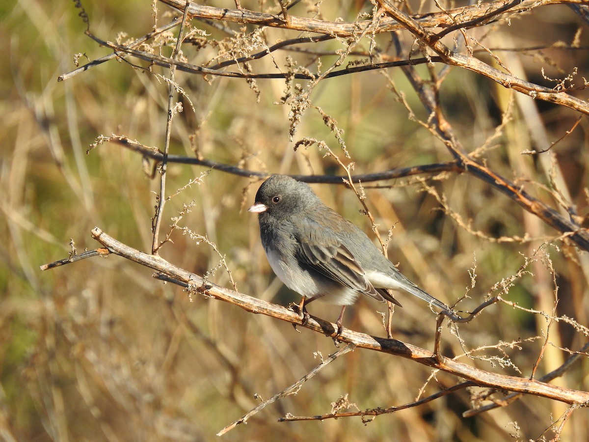 Dark-eyed Junco - ML646143563