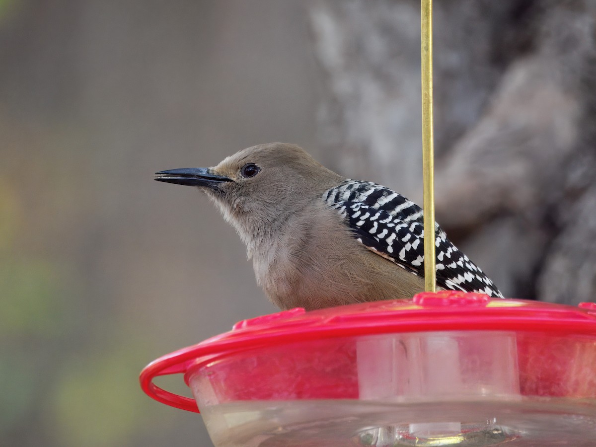 Gila Woodpecker - ML646143564