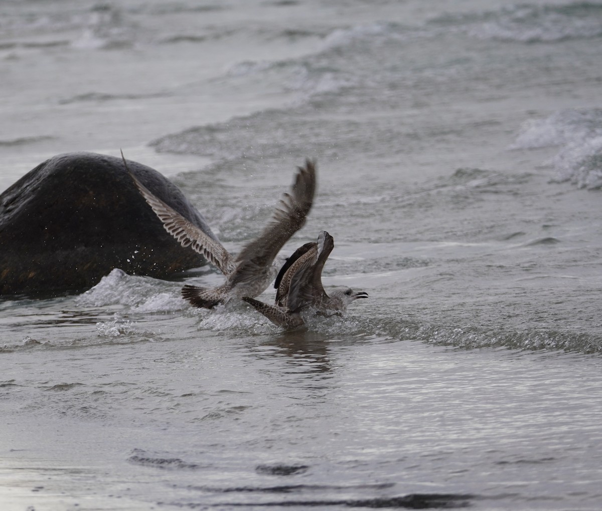 American Herring Gull - ML646143568