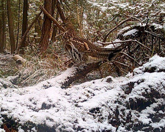 jeřábek kanadský - ML646143569