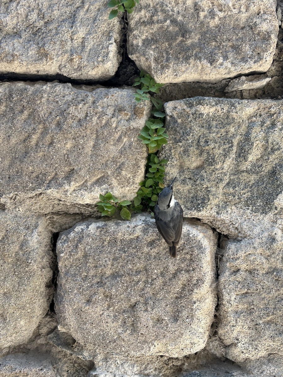 Western Rock Nuthatch - ML646143570