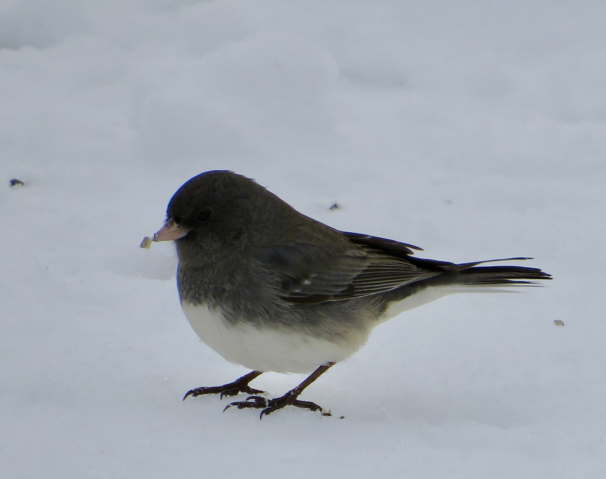 Dark-eyed Junco - ML646143571