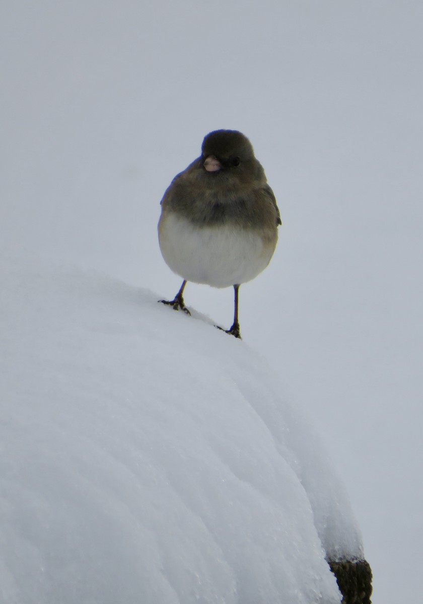 Dark-eyed Junco - ML646143572