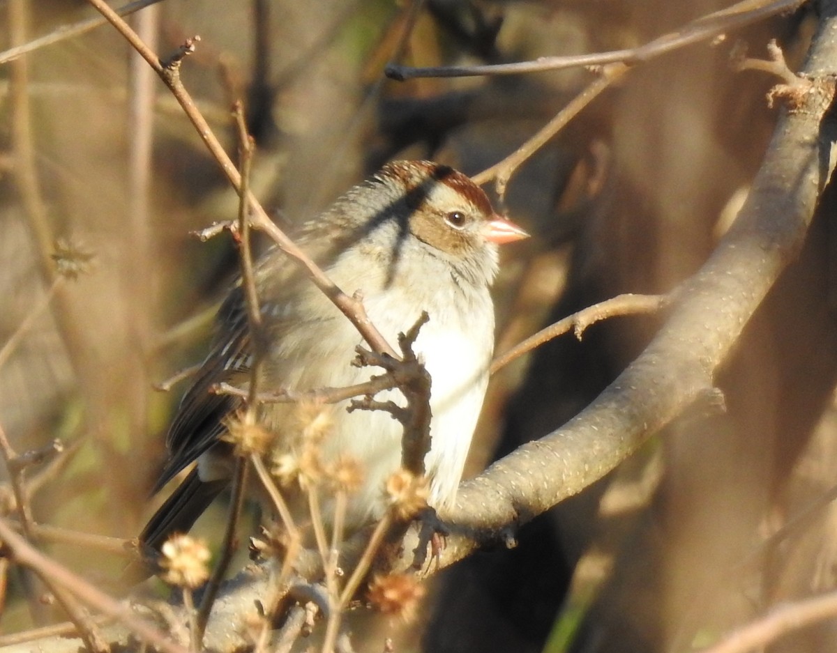 White-crowned Sparrow - ML646143573