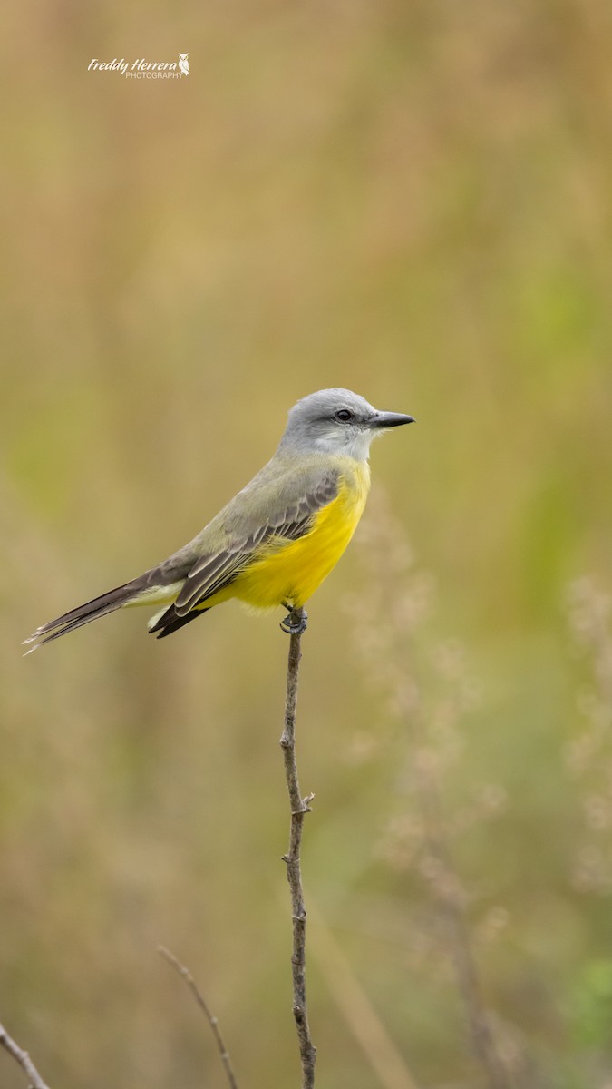 Tropical Kingbird - ML646143574
