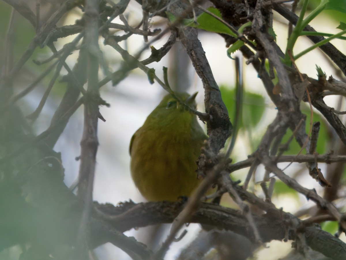Orange-crowned Warbler - ML646143575