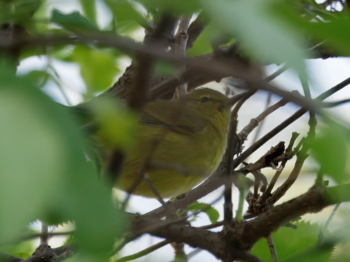 Orange-crowned Warbler - ML646143576