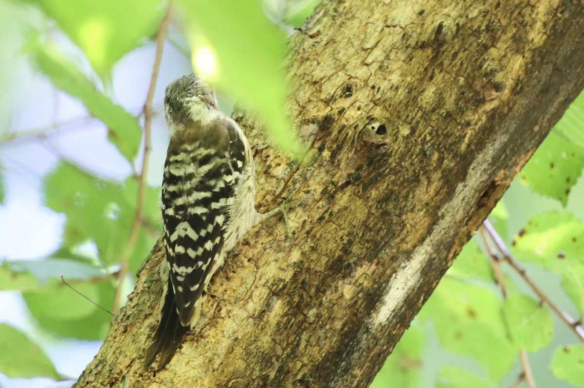 Japanese Pygmy Woodpecker - ML646143577