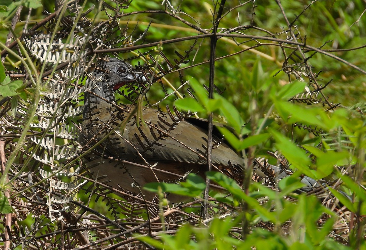 Чачалака рудогуза - ML646143582