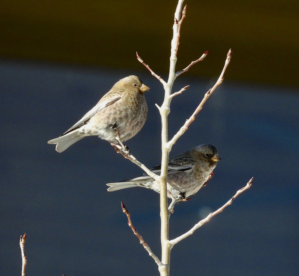 pěnkavice coloradská - ML646143583