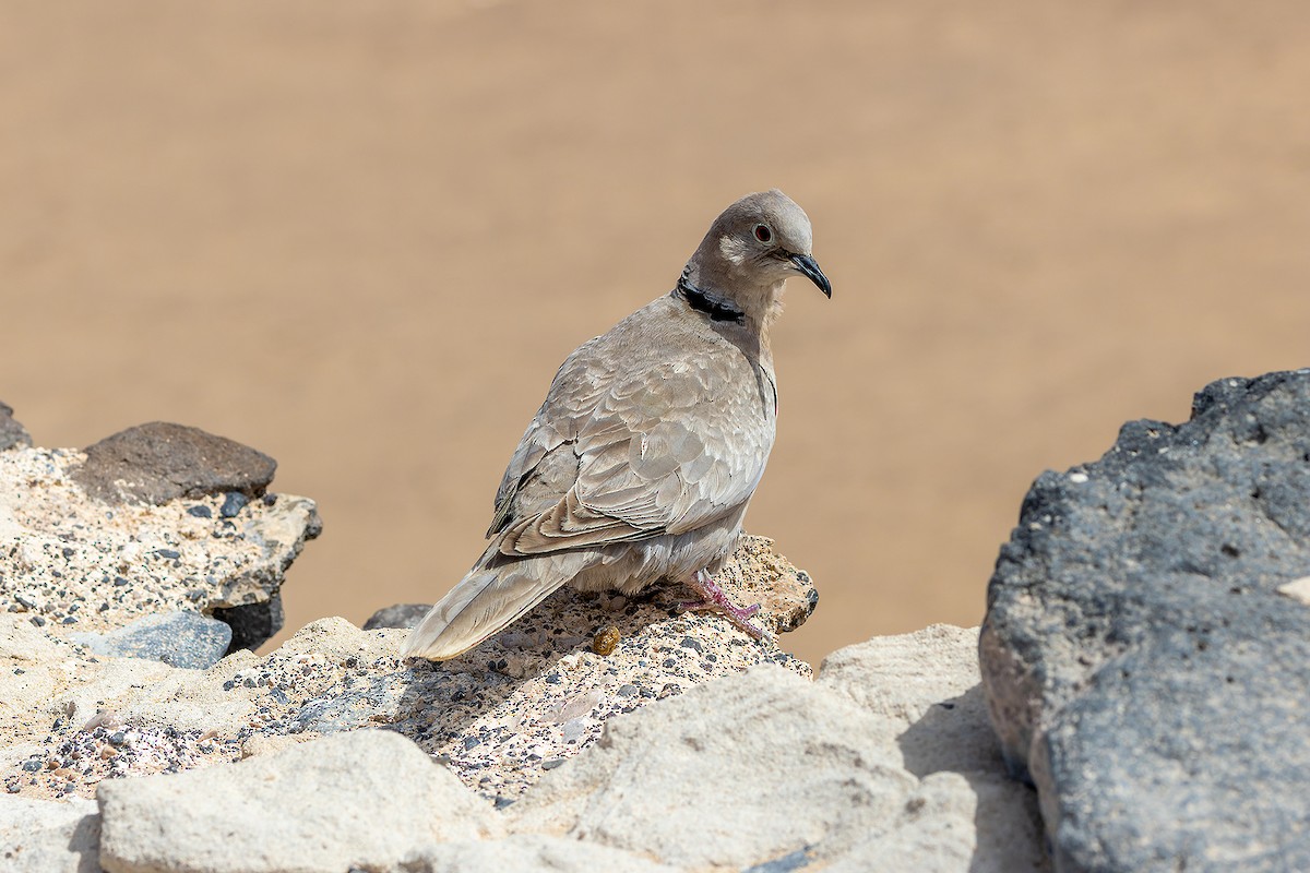 Eurasian Collared-Dove - ML646143584