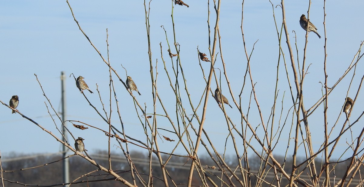 Savannah Sparrow - ML646143589