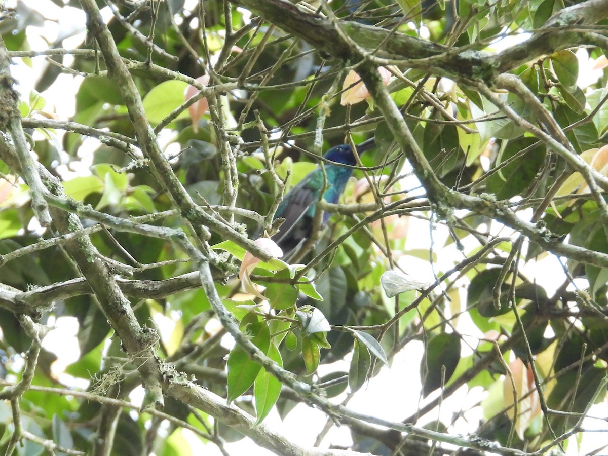 Colibrí Rutilante - ML646143590