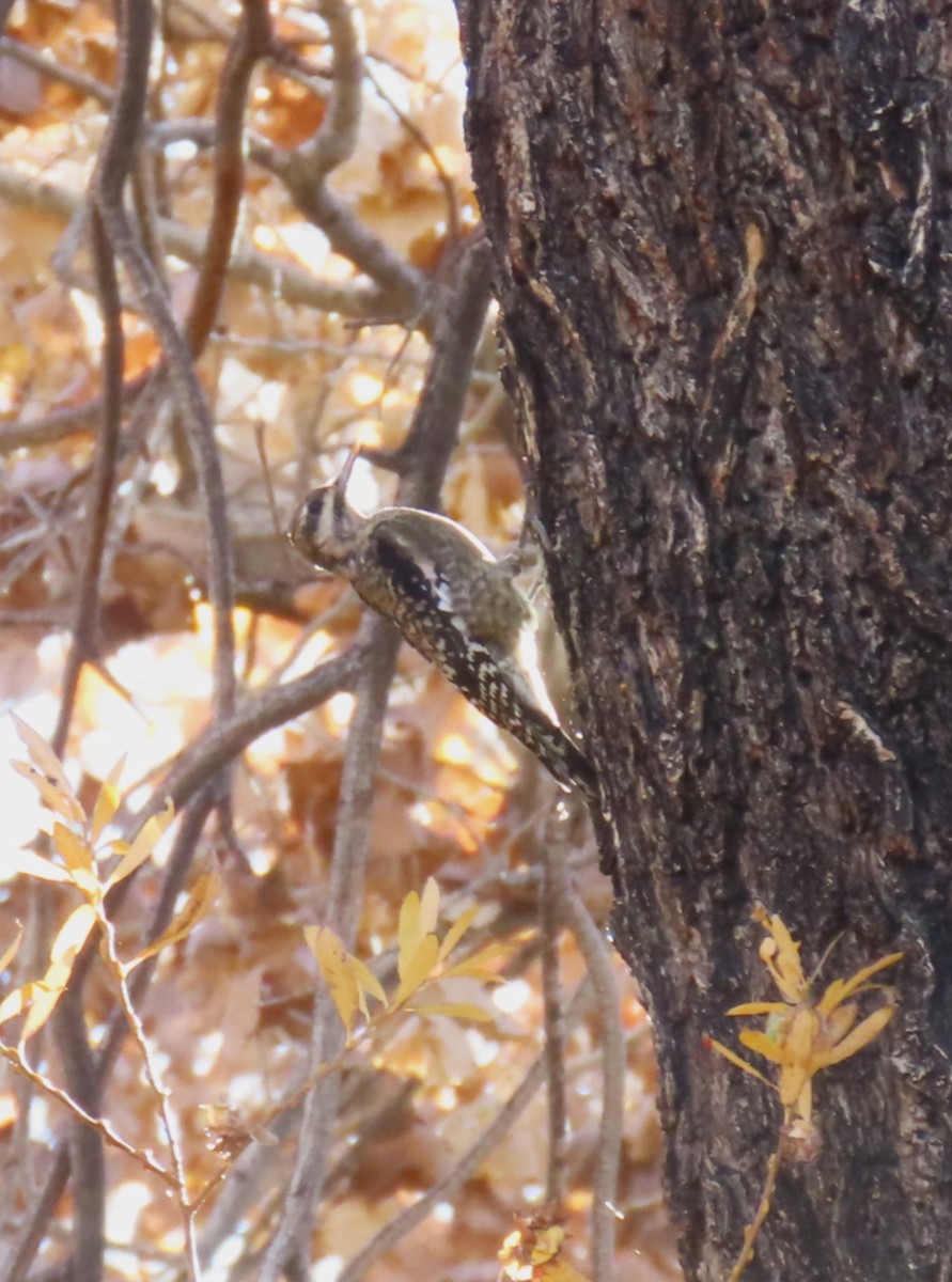 Yellow-bellied Sapsucker - ML646143593