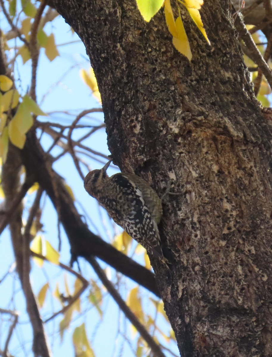 Yellow-bellied Sapsucker - ML646143594