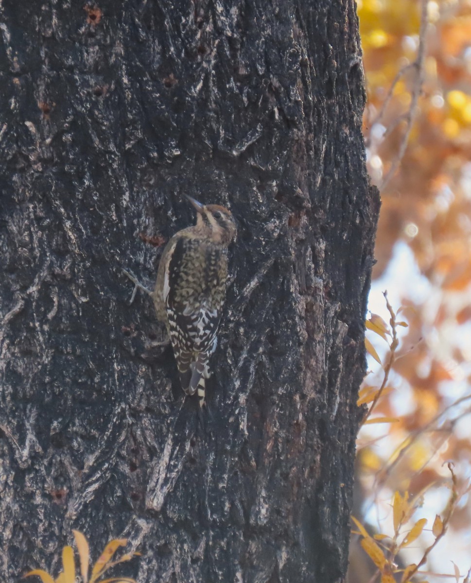 Yellow-bellied Sapsucker - ML646143596