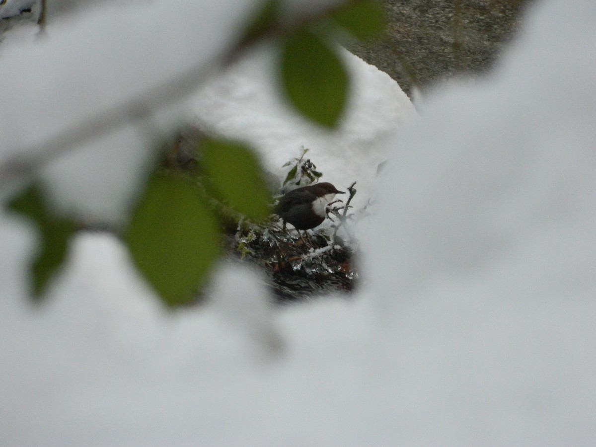 אמודאי הנחלים - ML646143597