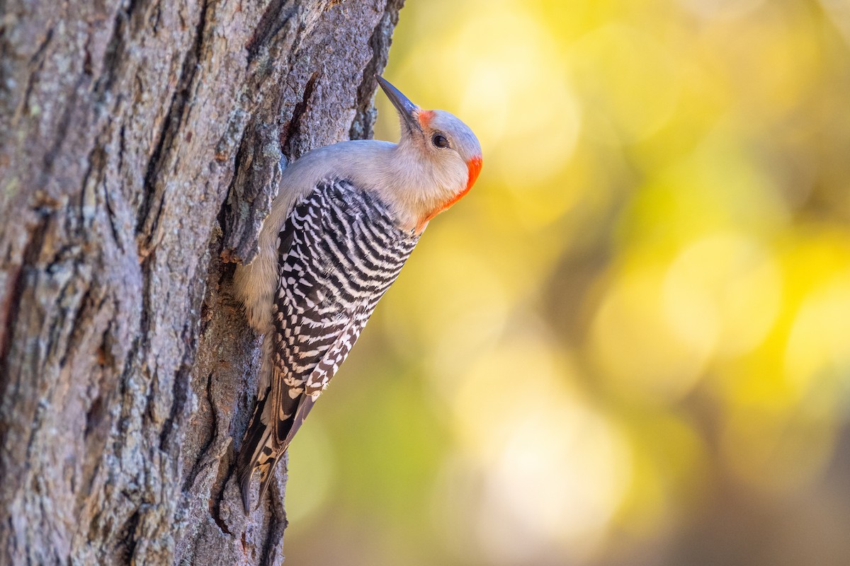 Red-bellied Woodpecker - ML646143598