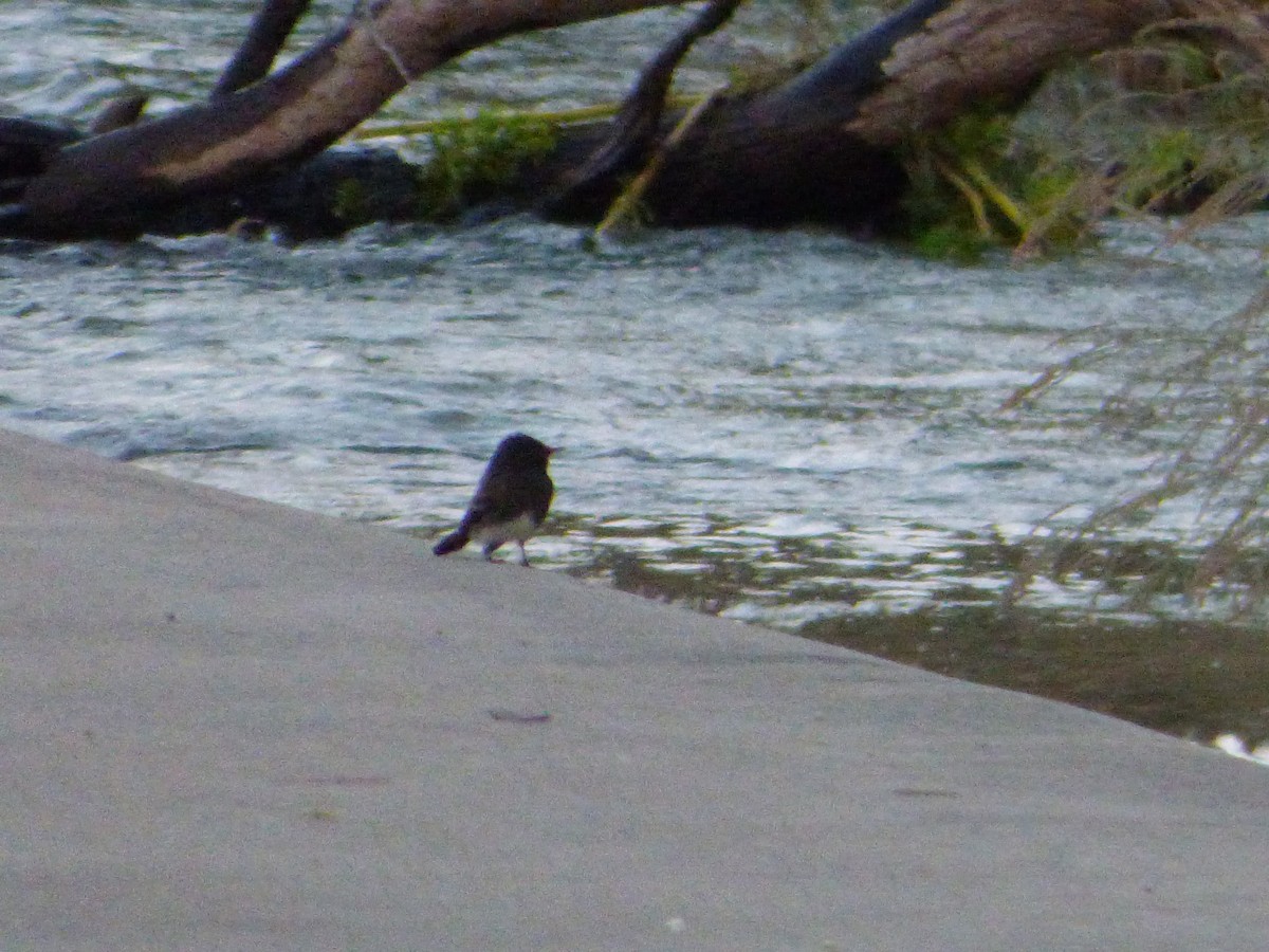 Black Phoebe - ML646143601