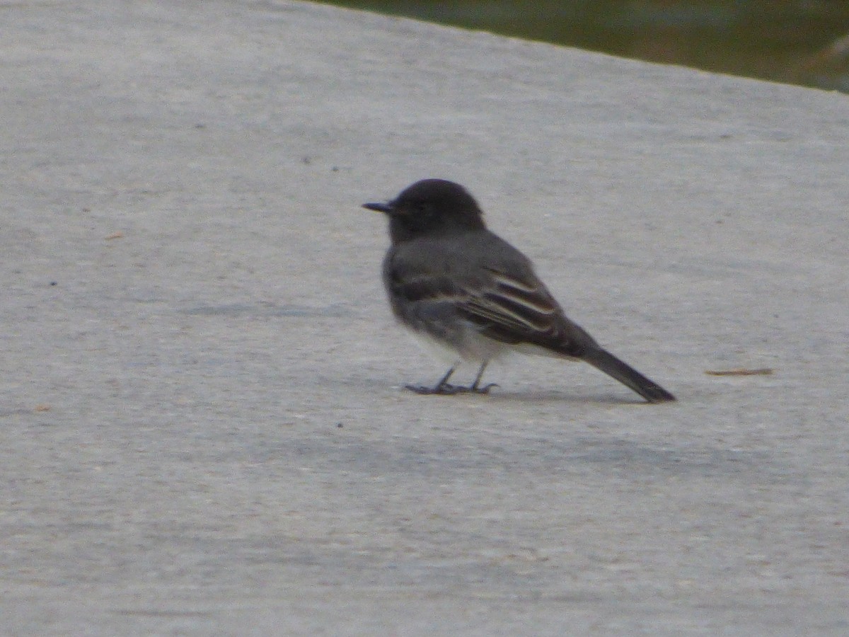 Black Phoebe - ML646143602