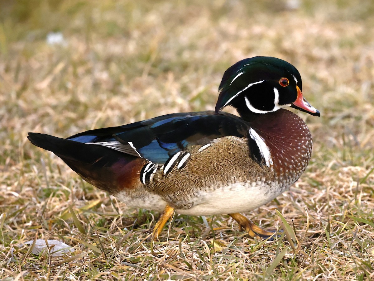 美洲鴛鴦 - ML646143603