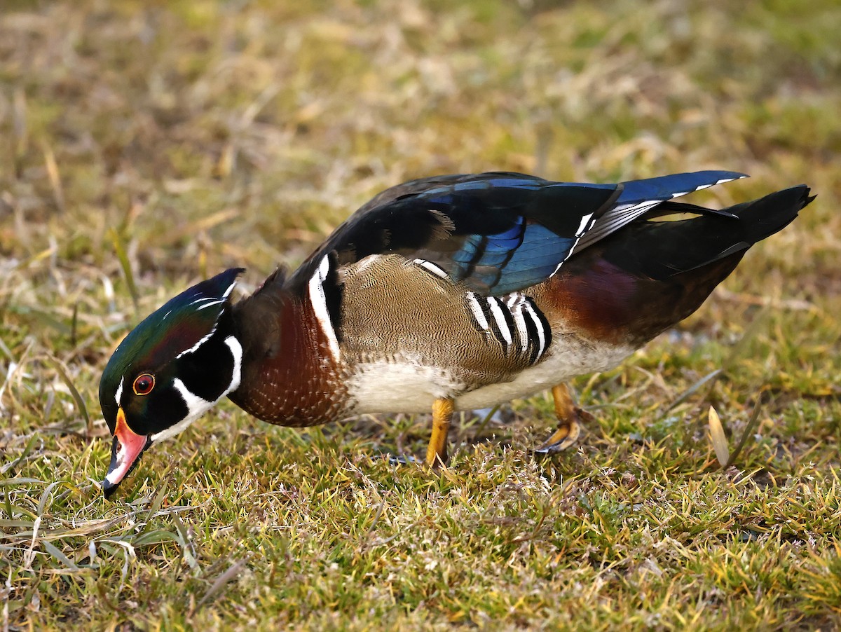 美洲鴛鴦 - ML646143604