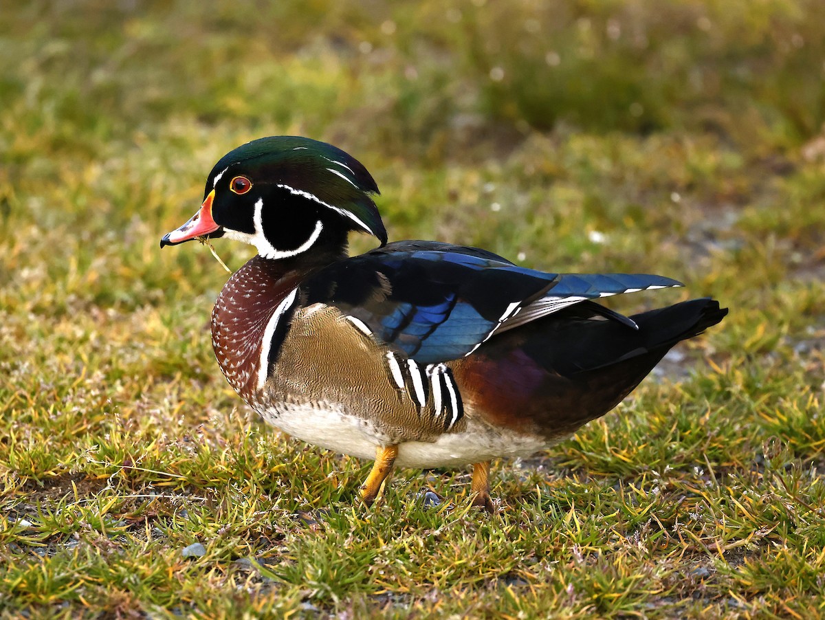 美洲鴛鴦 - ML646143605