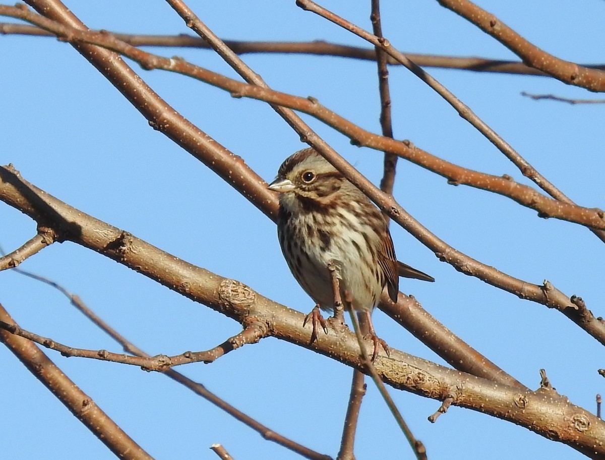 Song Sparrow - ML646143606