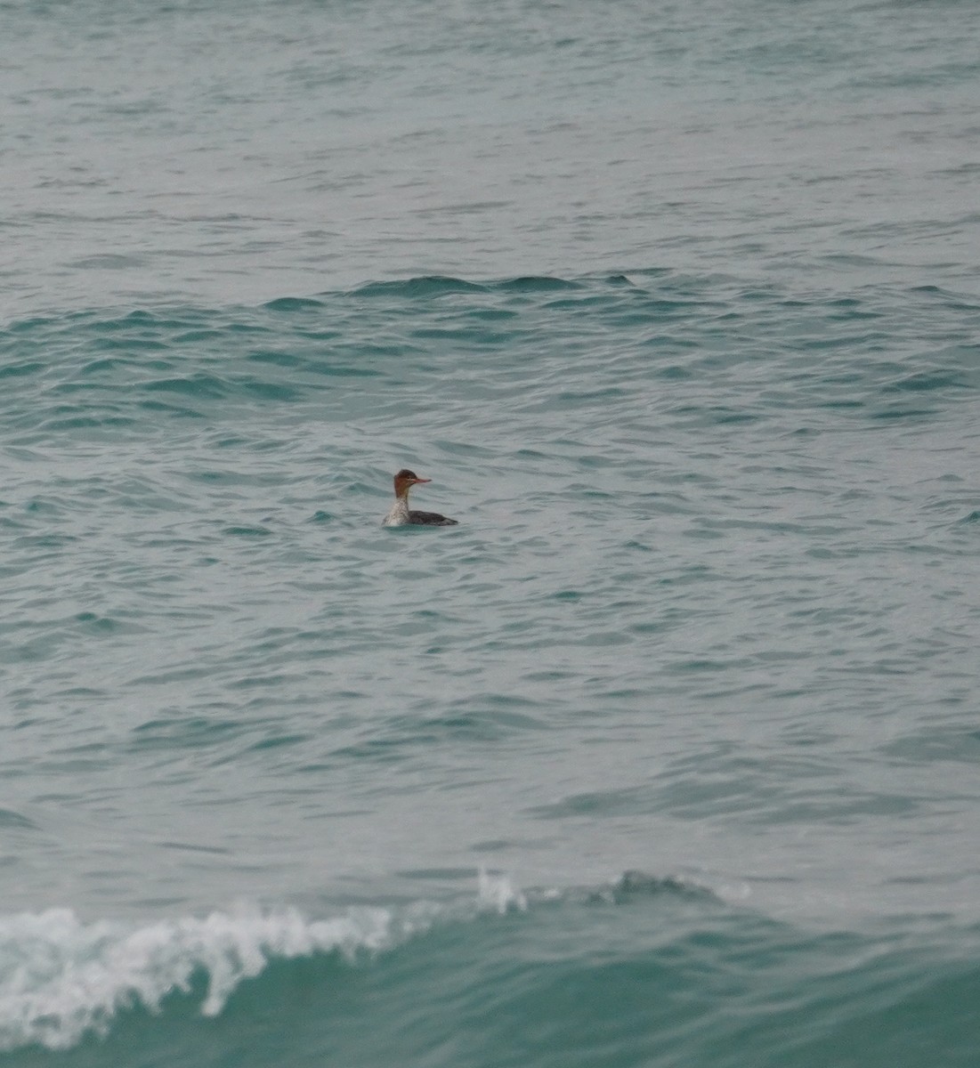 Red-breasted Merganser - ML646143608