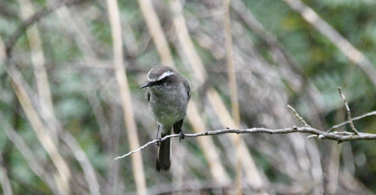 White-browed Chat-Tyrant - ML646143610