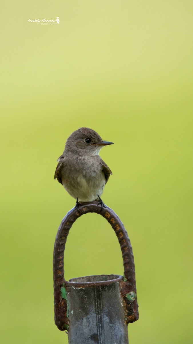Western Wood-Pewee - ML646143613