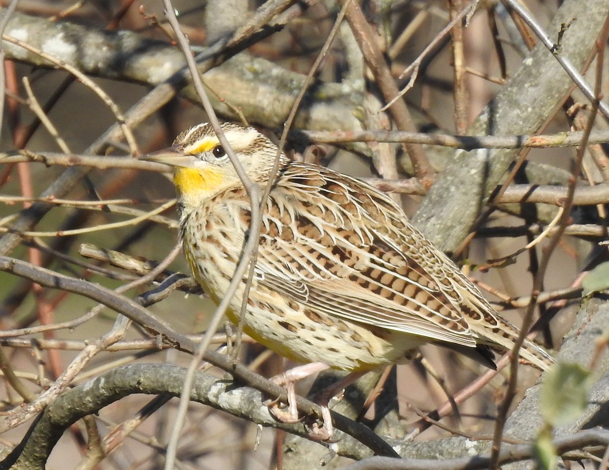 Western Meadowlark - ML646143614