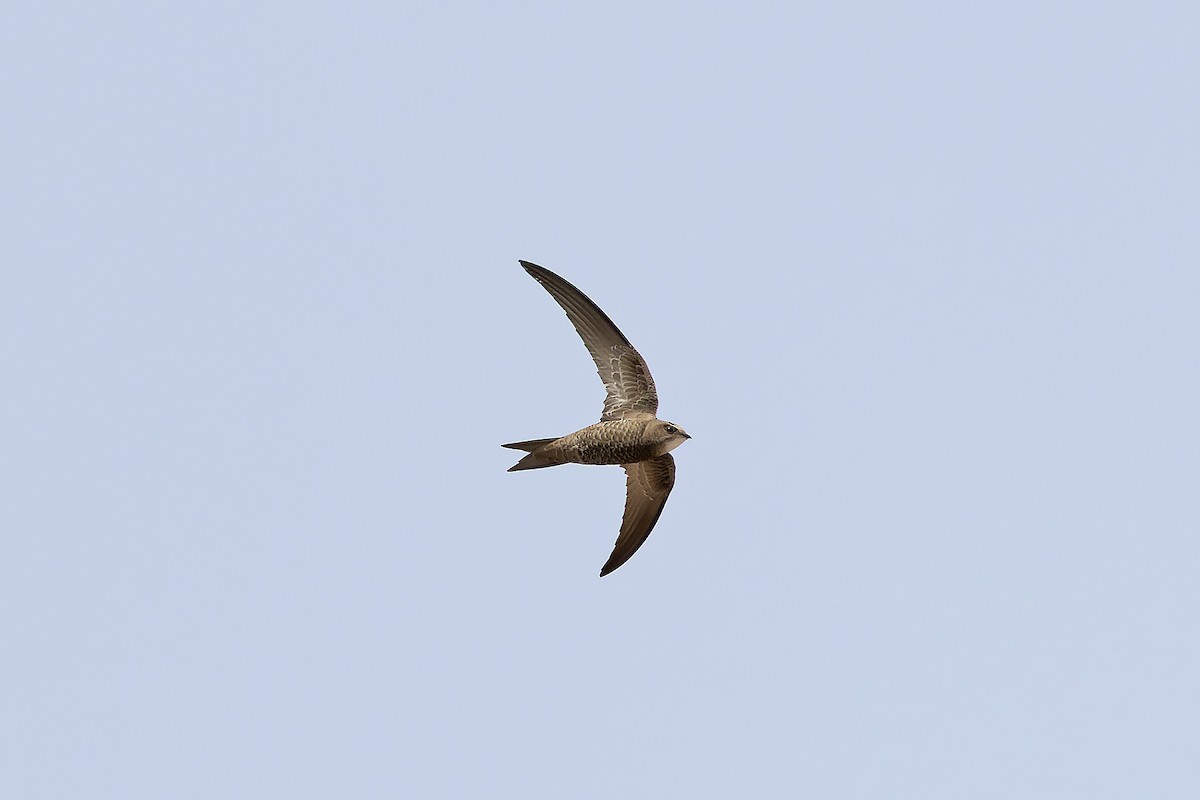 Pallid Swift - ML646143617