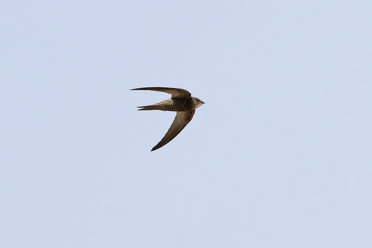 Pallid Swift - ML646143618