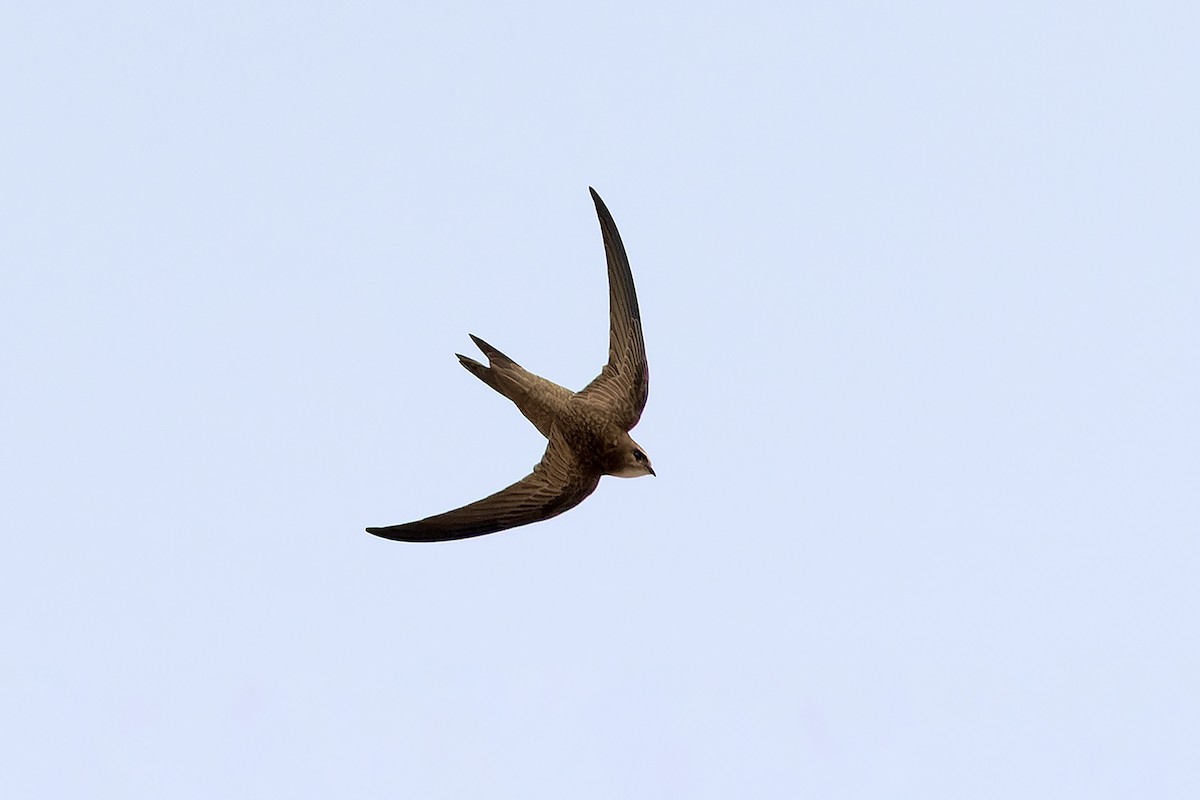 Pallid Swift - ML646143624