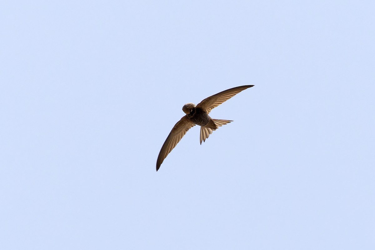Pallid Swift - ML646143625