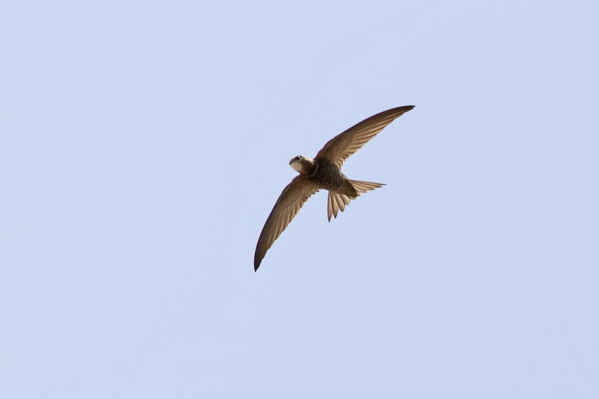 Pallid Swift - ML646143626
