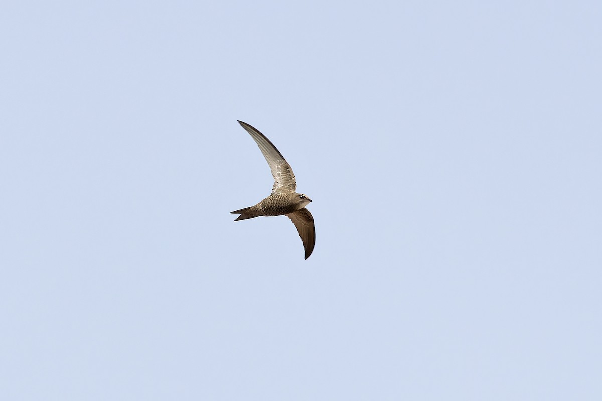 Pallid Swift - ML646143627
