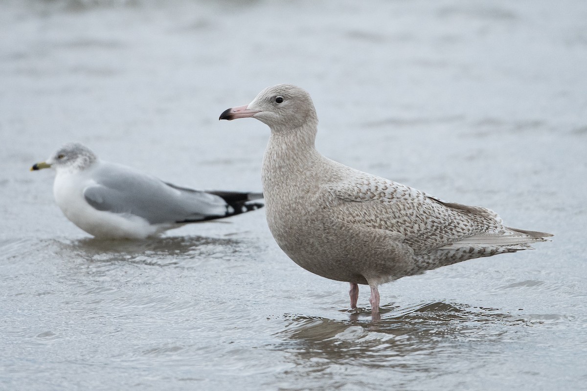 Glaucous Gull - ML646143629
