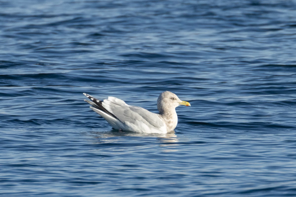 Iceland Gull - ML646143632