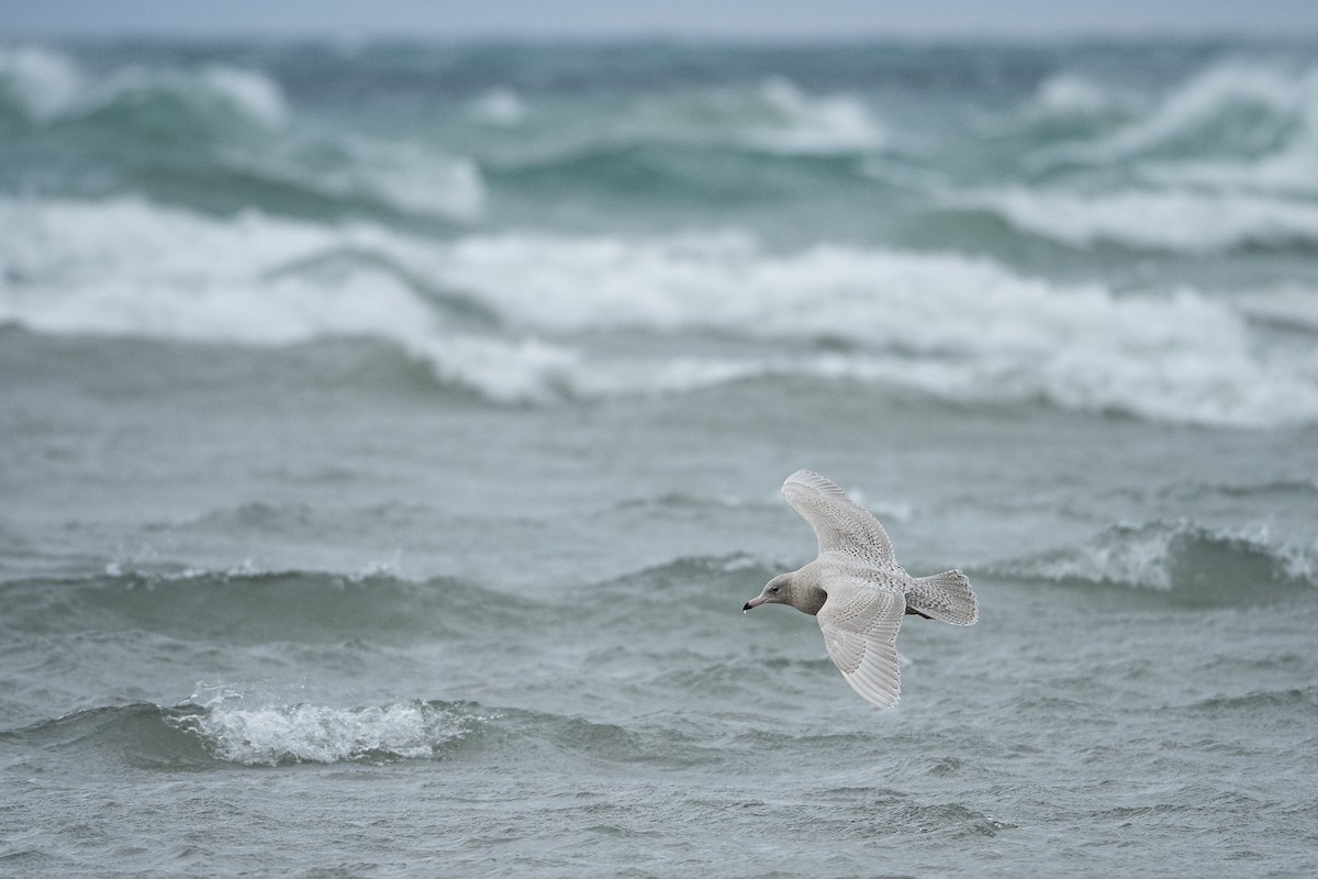 Glaucous Gull - ML646143634