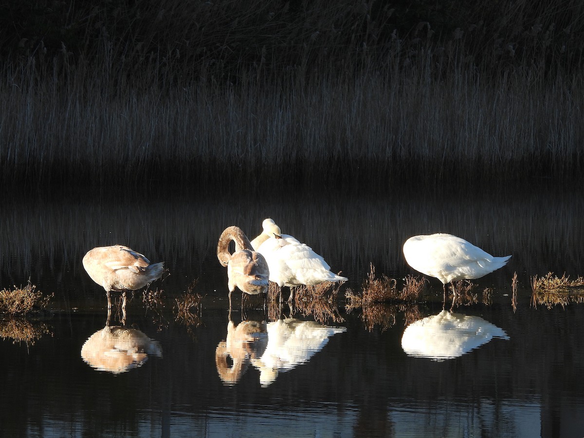 Cigno reale - ML646143637