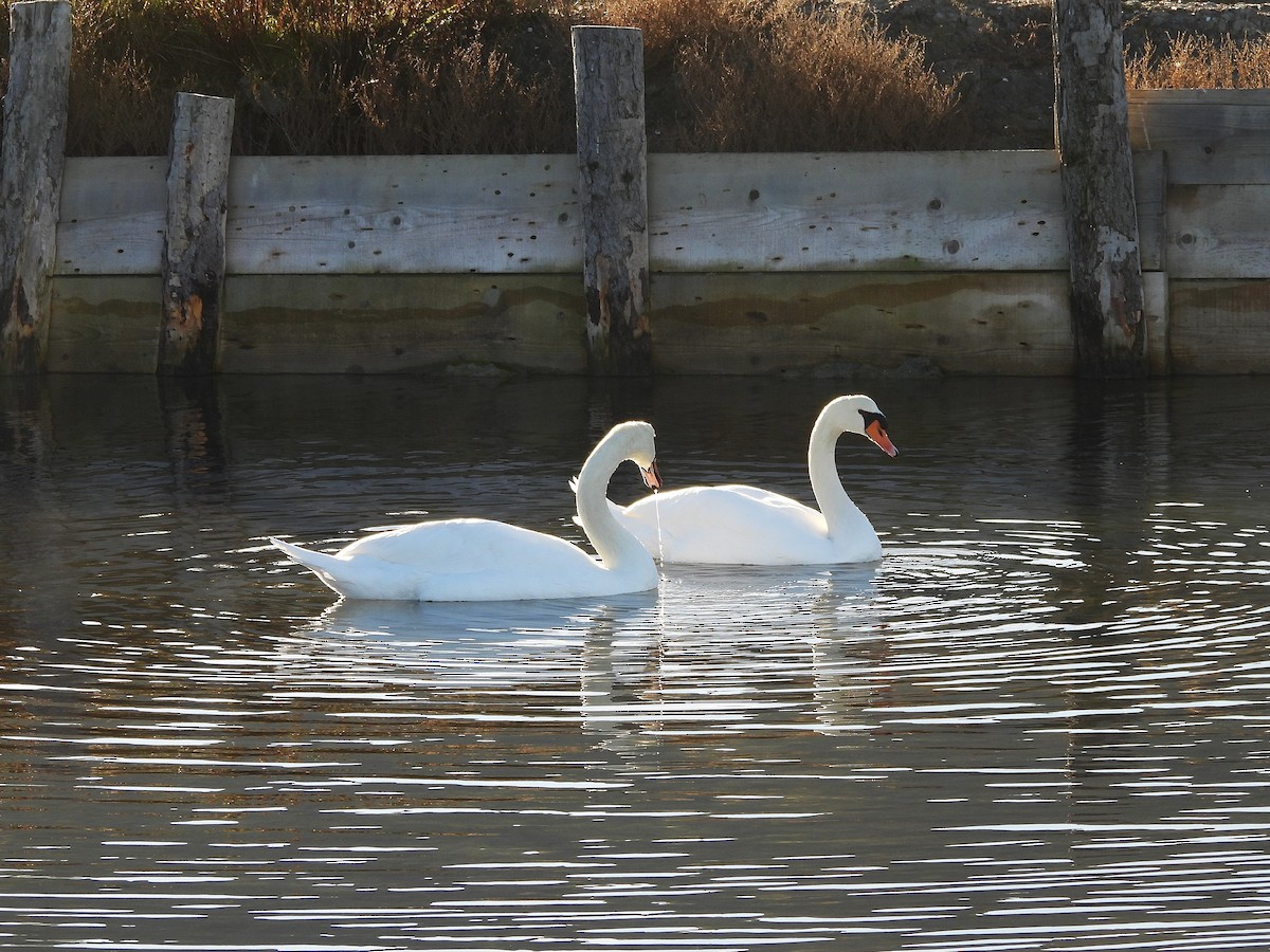 Cigno reale - ML646143638