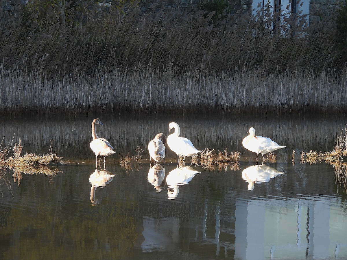 Cigno reale - ML646143639