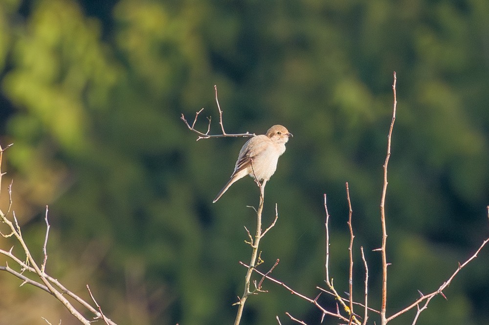 borealvarsler - ML646143640